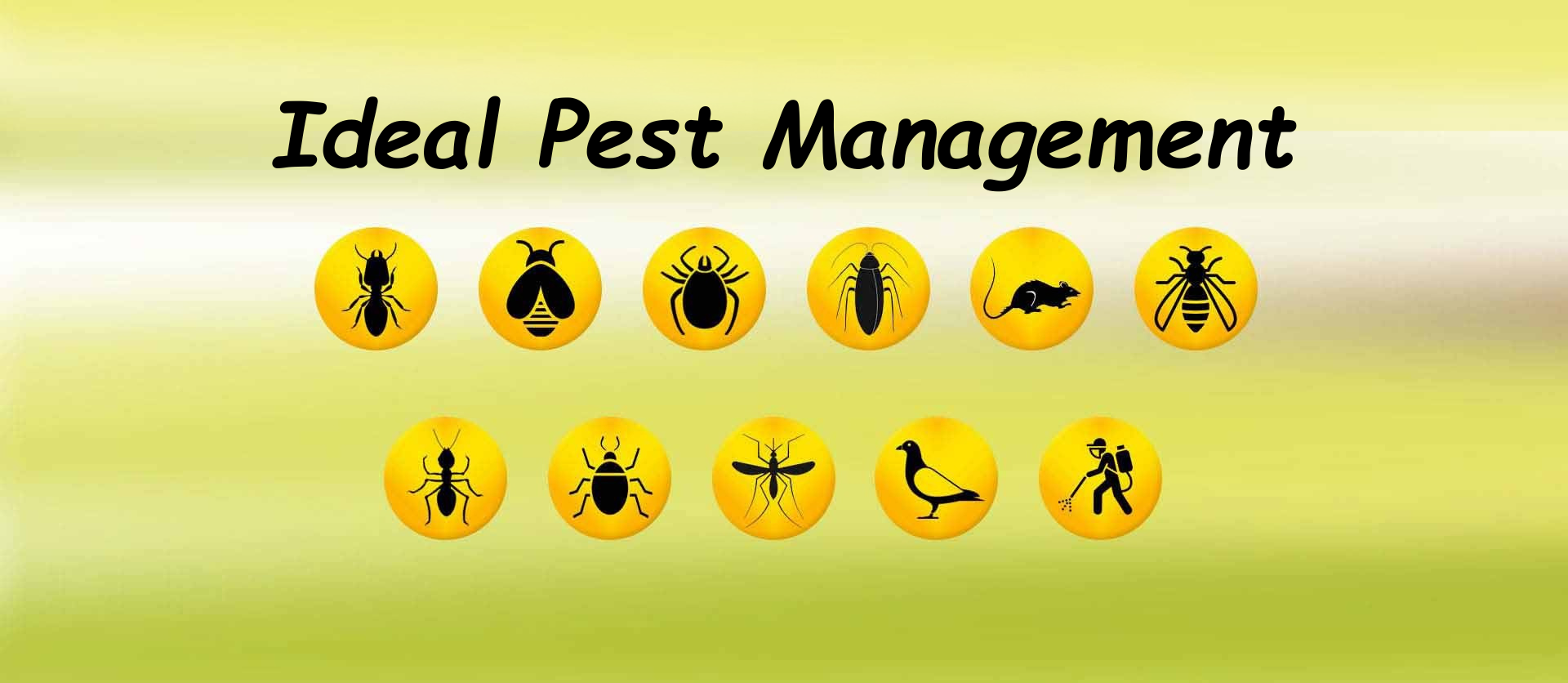 Pest Control Service in Pune NCR
